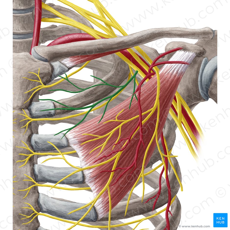 7piM4NgAYHE91Chyl84AGQ Nervus pectoralis medialis 02