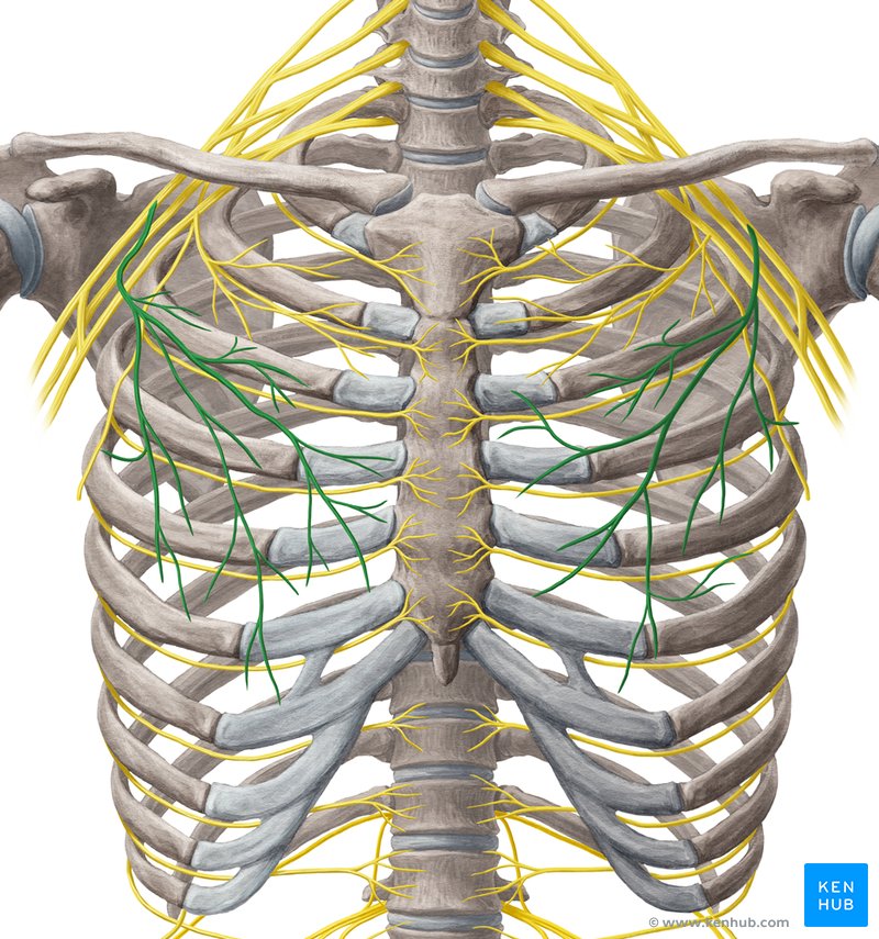 I5KFqPWFDjkOXiB5zGHqEQ z59tRDvuZuX0TUfzZlmbg Nervus pectoralis lateralis 01