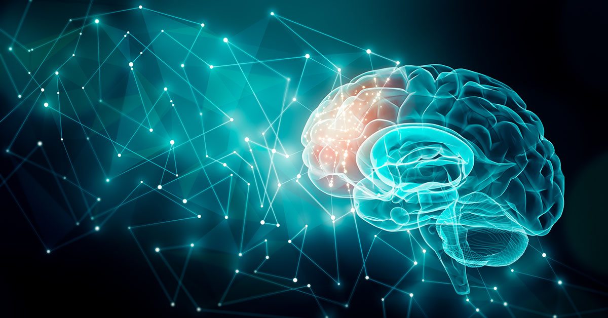 brain