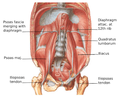 psoasdiaphragma